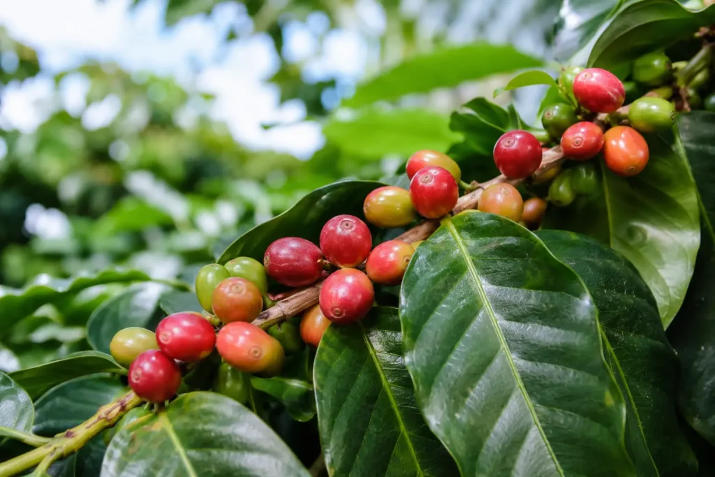  Gałązka kawowca arabica z dojrzałymi czerwonymi owocami i zielonymi liśćmi — zbliżenie na owoce, jasne tło