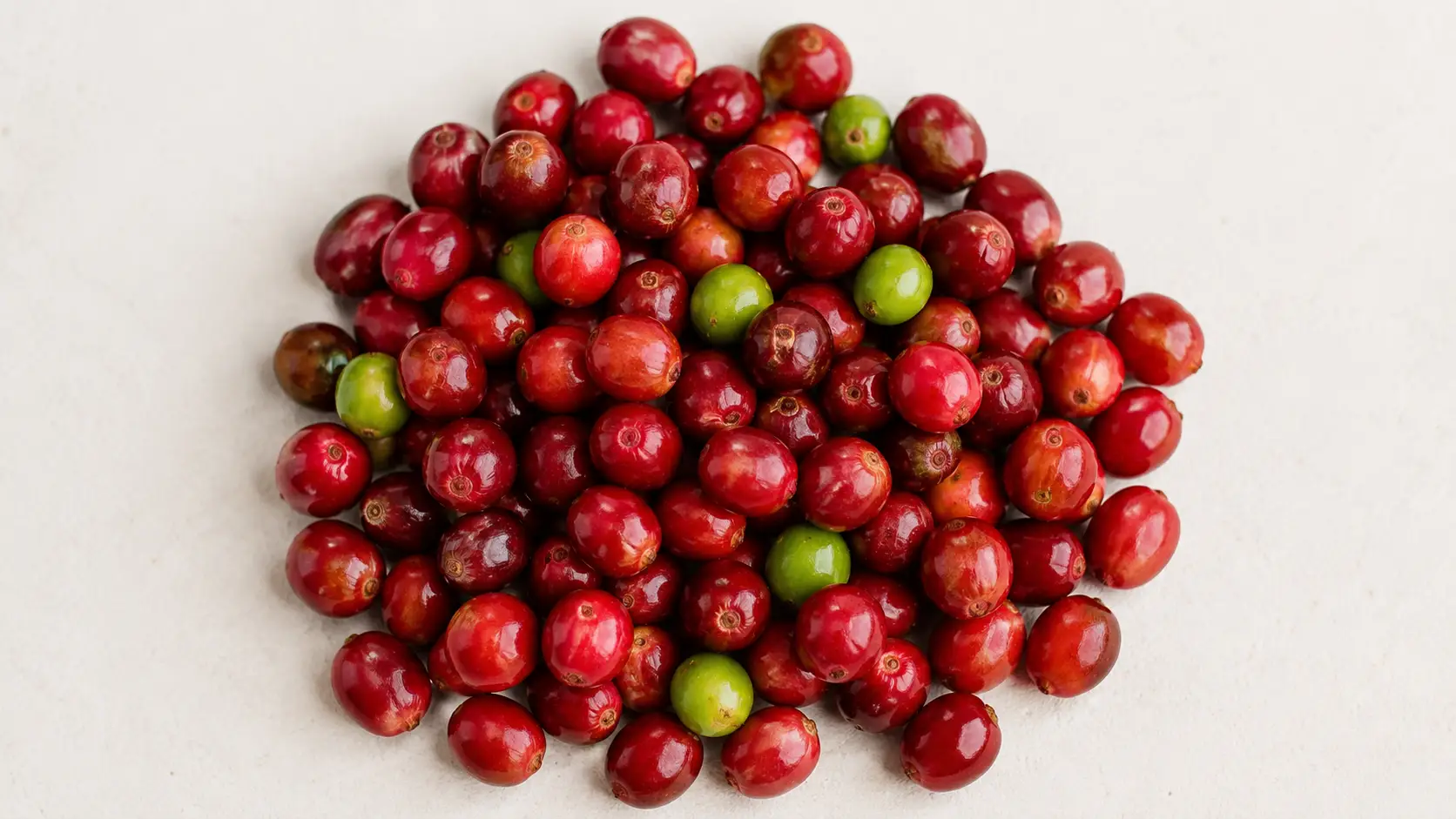 Kawa Bourbon: charakterystyka odmiany, smak i historia klasyki arabiki