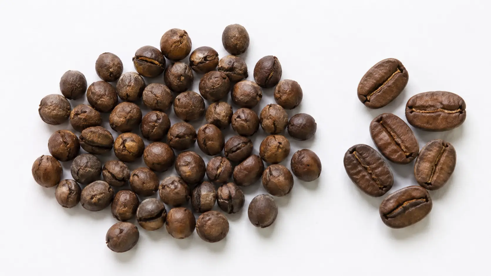 Peaberry: co to za kawa, jak powstaje i czy naprawdę smakuje inaczej?