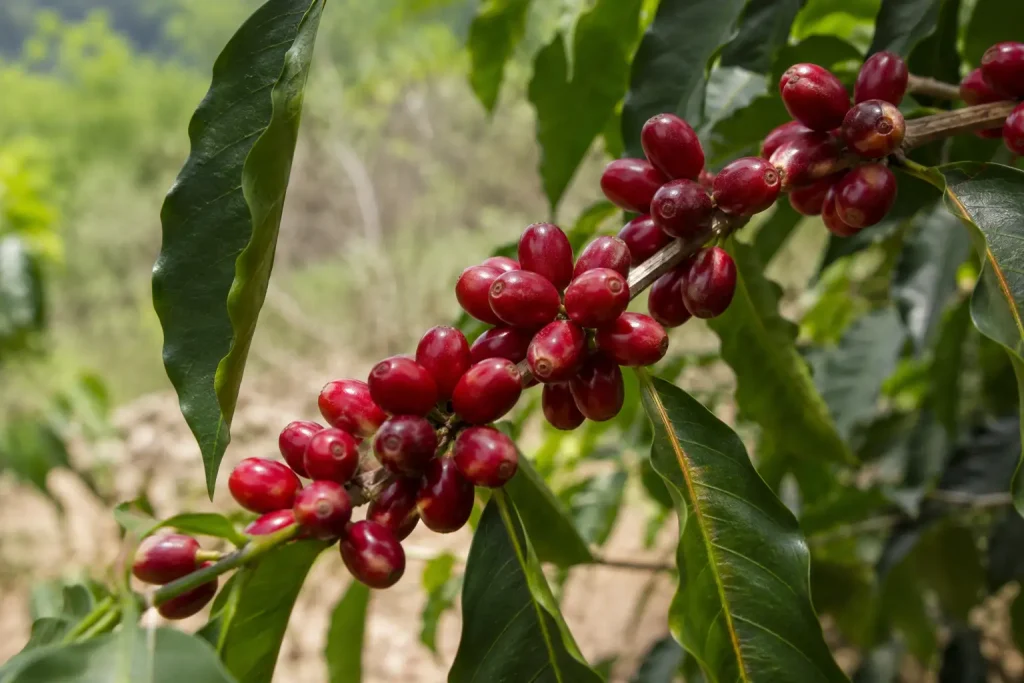Bliskie ujęcie ziaren peaberry kawy Tanzania — małe, okrągłe, ciemnobrązowe ziarna rozsypane na białej powierzchni, widok z góry przy naturalnym oświetleniu