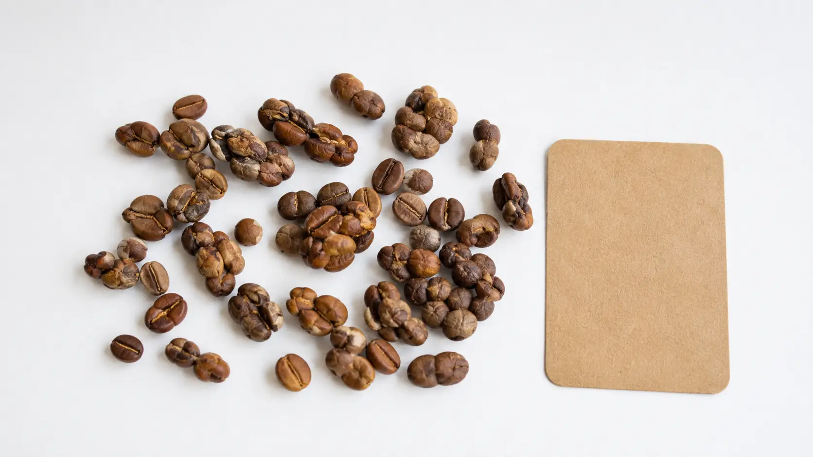 Kopi Luwak: co to za kawa, dlaczego jest kontrowersyjna i czy warto ją kupować?