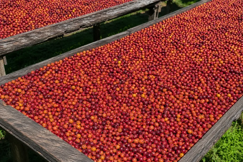 Ziarna kawy w obróbce naturalnej suszące się na stojakach — czerwone i pomarańczowe owoce kawowca rozłożone w cienkiej warstwie na drewnianych łóżkach suszarniczych, jasne słoneczne oświetlenie
